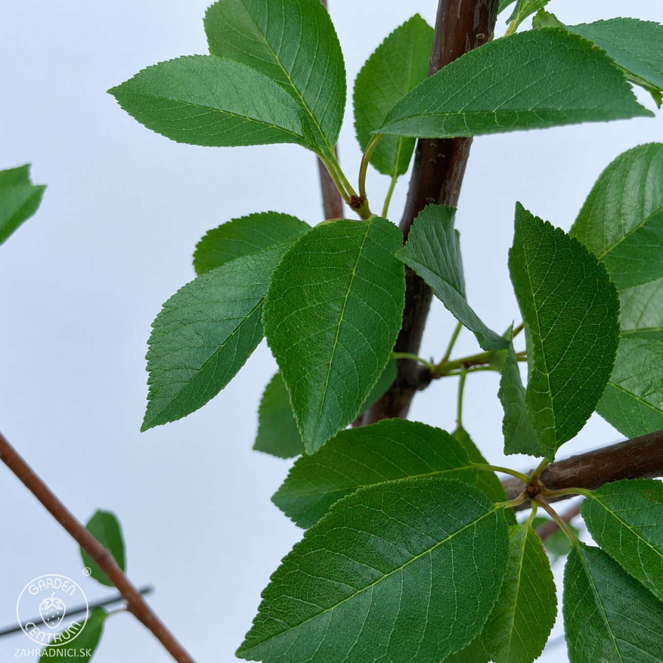 Obrázok Višňa (Prunus cerasus) ´GRONIASTA´ - stredne skorá, výška 150-180 cm, kont. C5L
